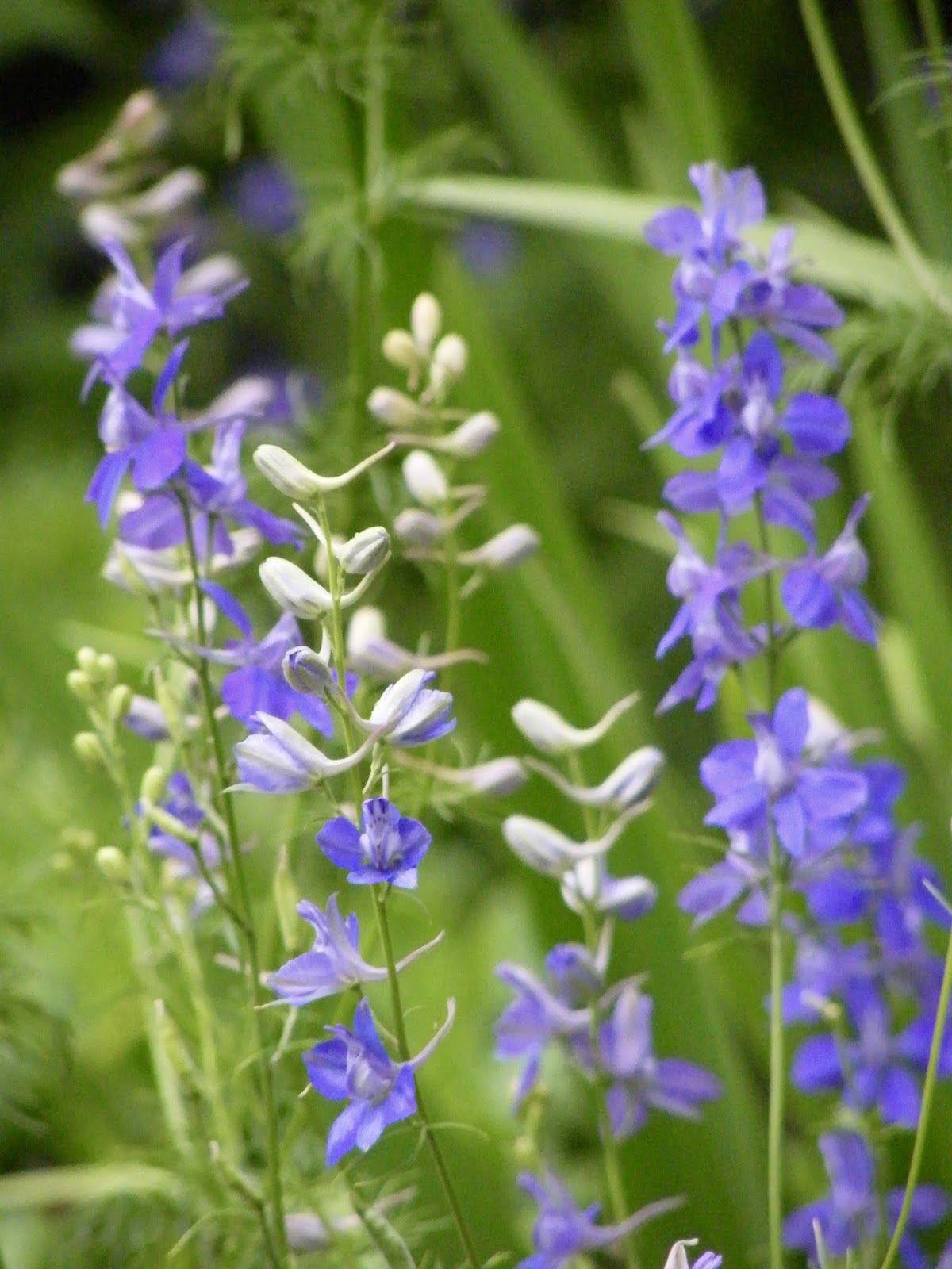 P O T A G E R How to Grow Larkspur From Seed