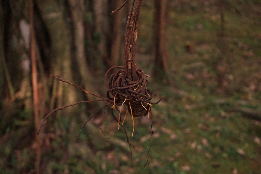 Knotty aerial roots..