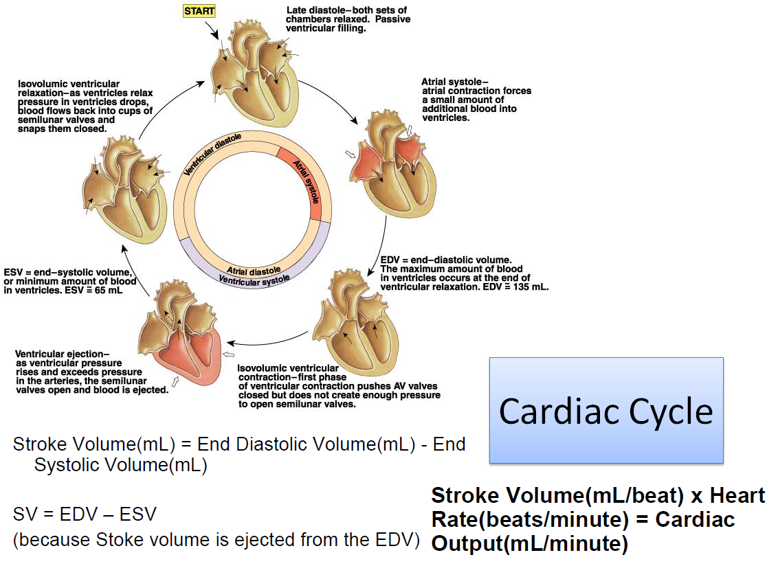 Medical Concept maps : Cardiovasular System