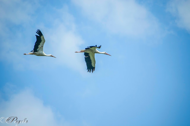 Реещи-се-над-света-Soaring-over-the-world