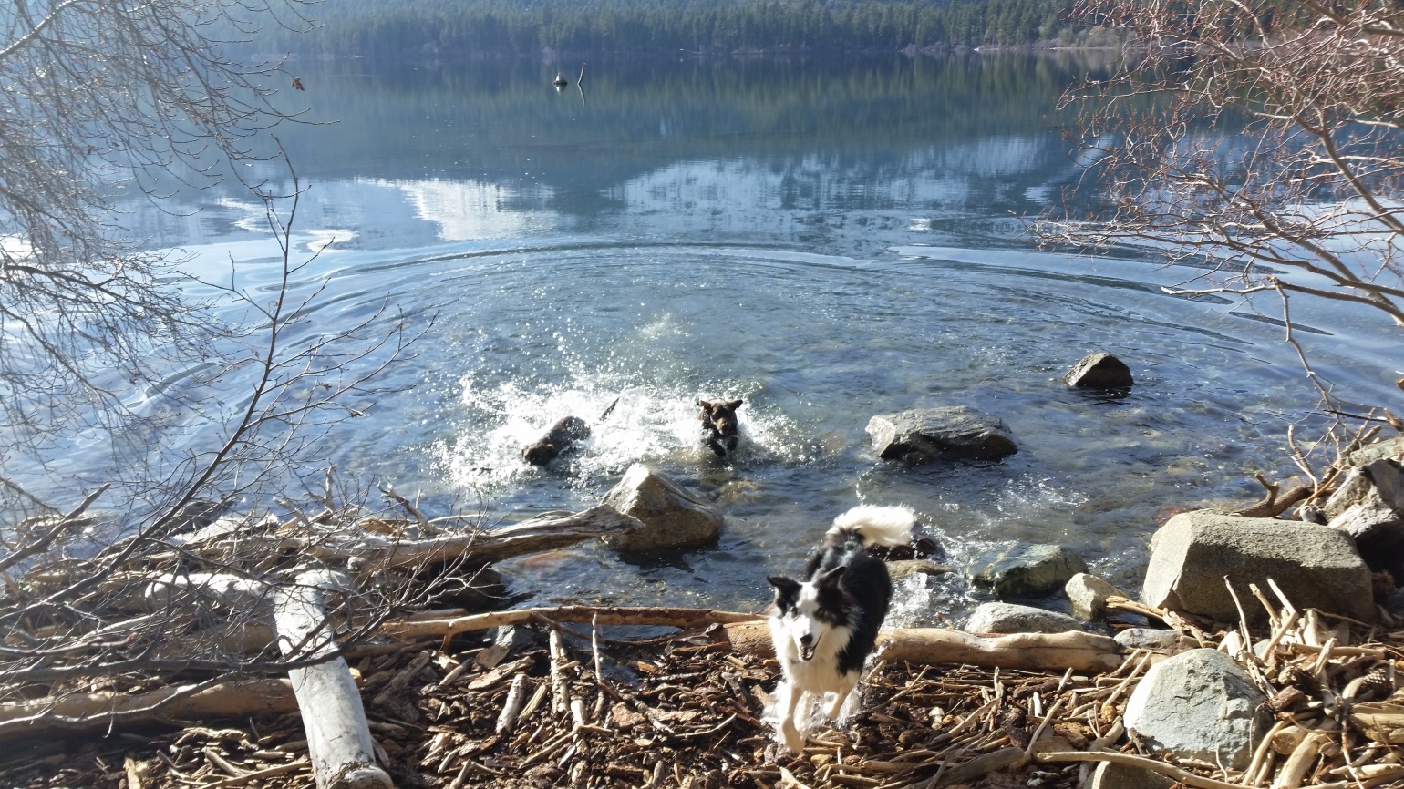 fallen leaf lake swimming fallen leaf lake swimming