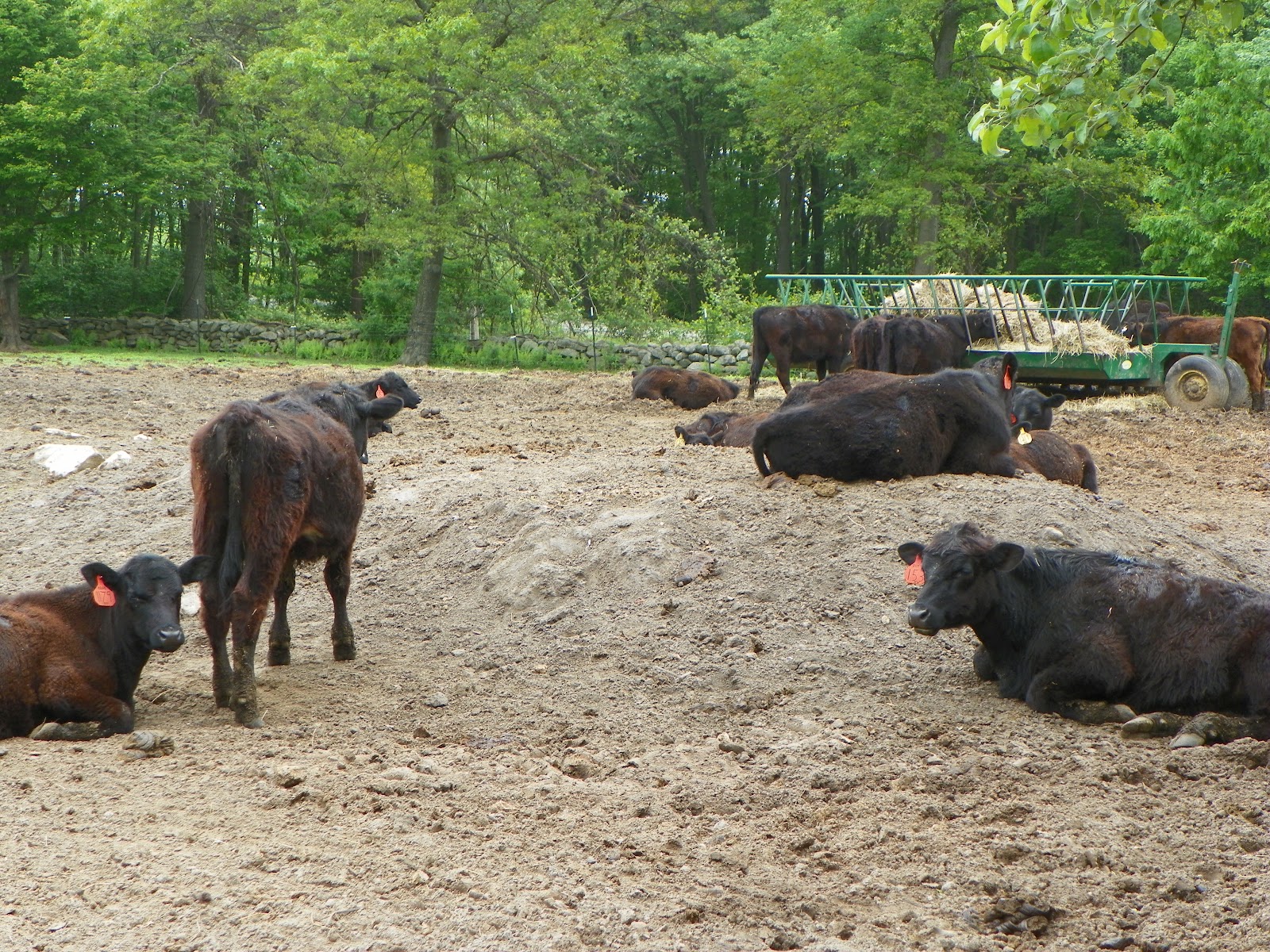 NOMADIC CHEF Blackbird Farm 4th Annual FarmtoChef Open House