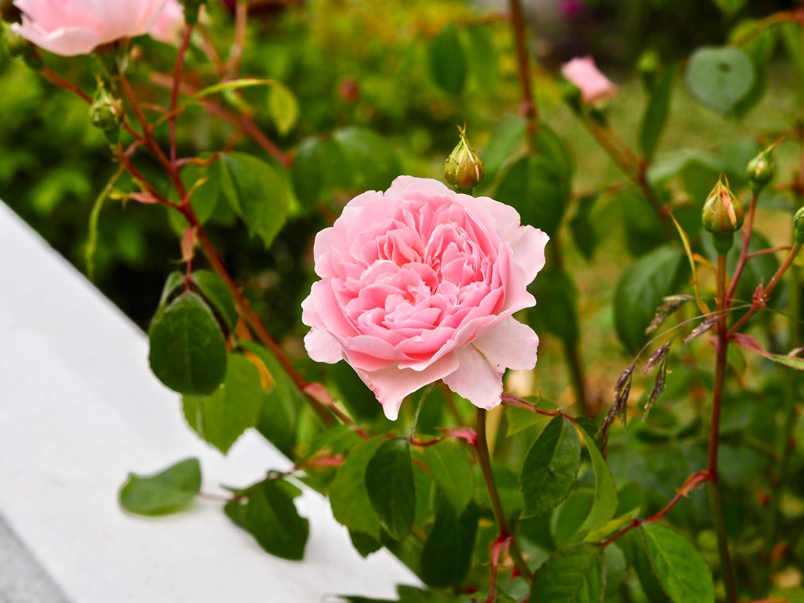 My beginners guide to gardening