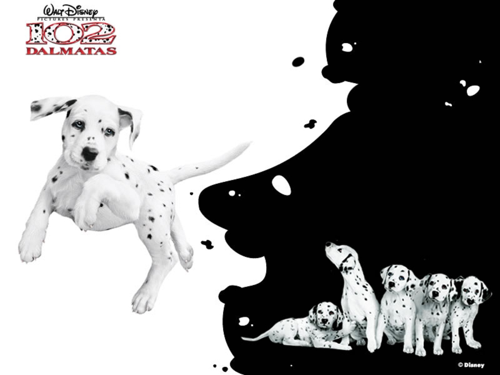 далматинец вокруг света