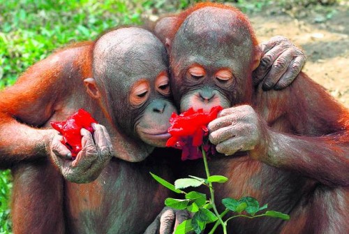 Best buddies love the same flowers