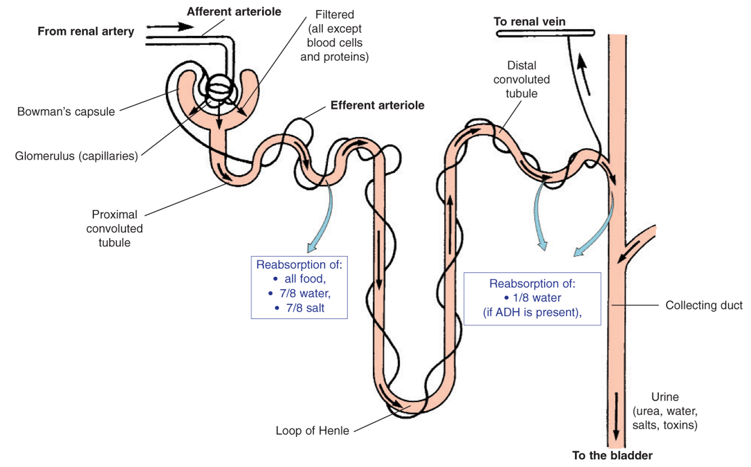 Mammalian Kidney Investigation