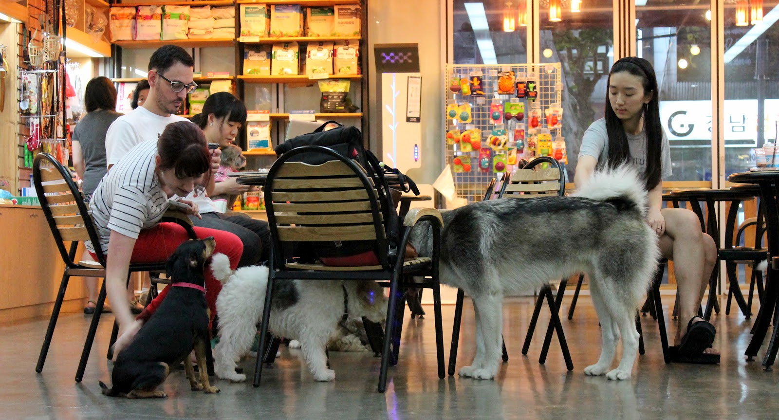 Можно с собаками в тц. Дог френдли кафе Москва. Собачье кафе Новосибирск. ПЭТ френдли кафе. Собака в кафе.