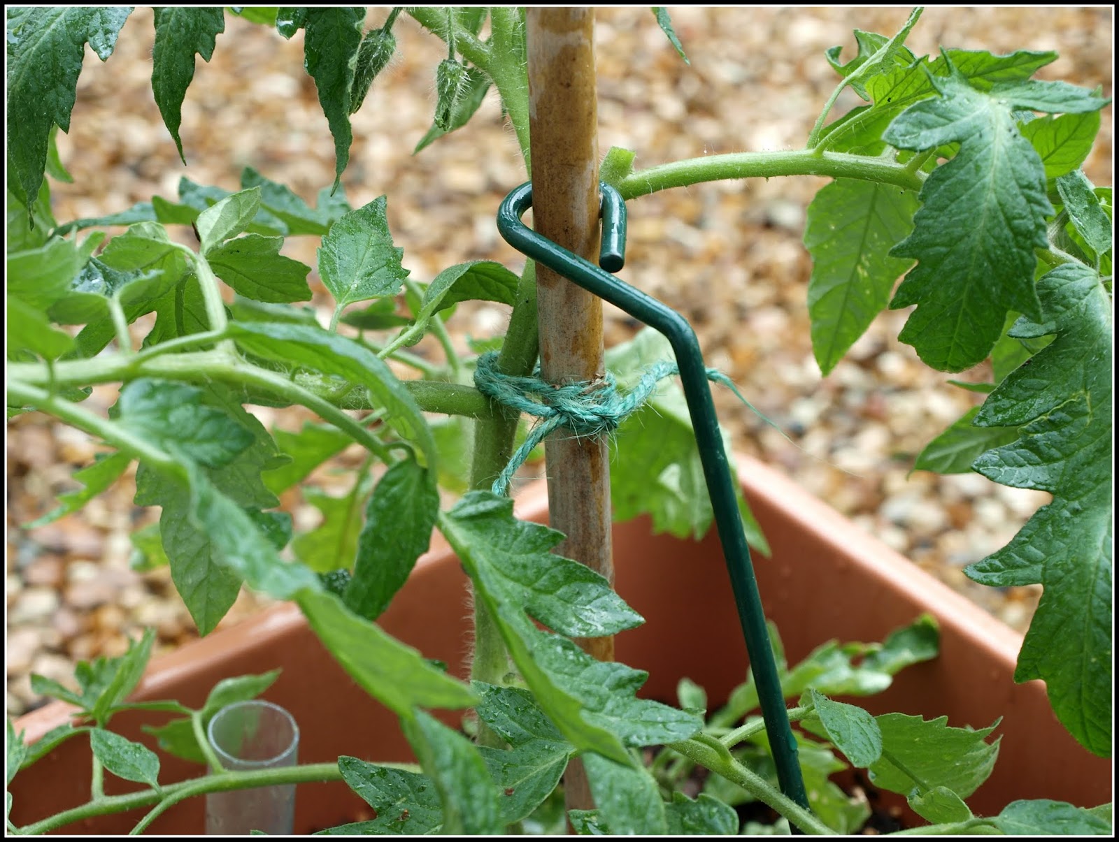 Mark's Veg Plot: Pinching-out and tying-in