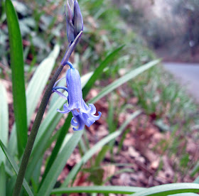 Bluebell in flower.  Hyacinthoides non-scripta.  One Tree Hill, 17 March 2012.