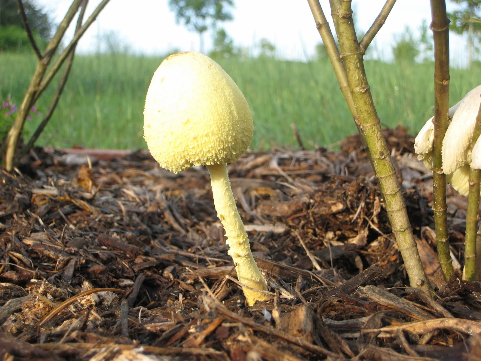 Ruminations: Yellow mushrooms