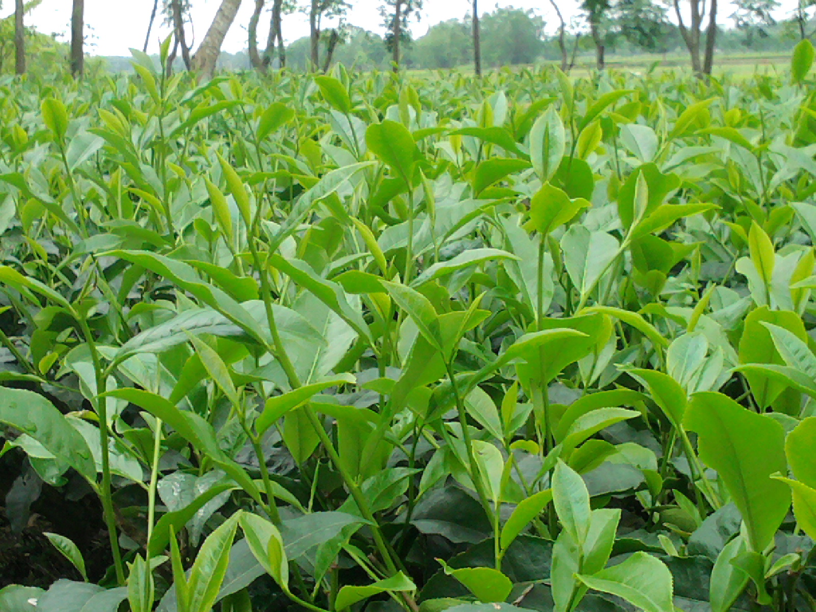 The best organic fertilizer rich manure