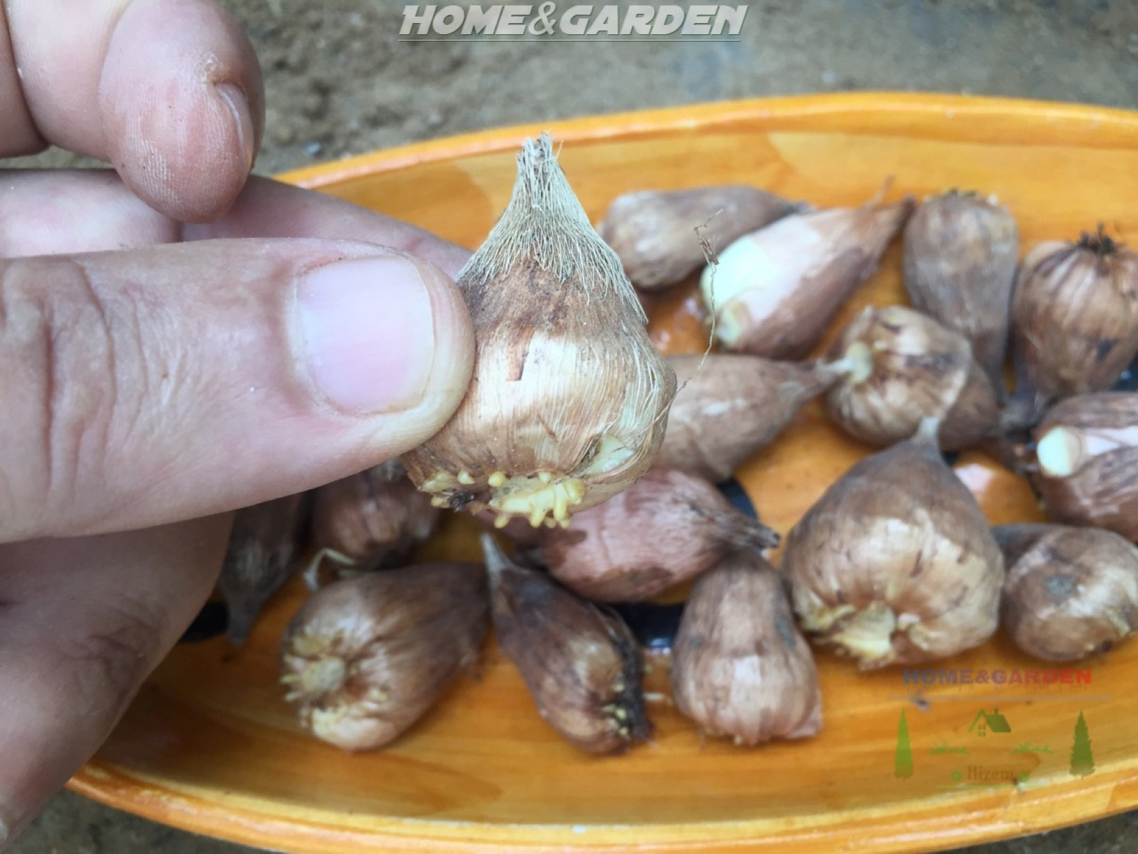 How to Grow Freesias in Pots