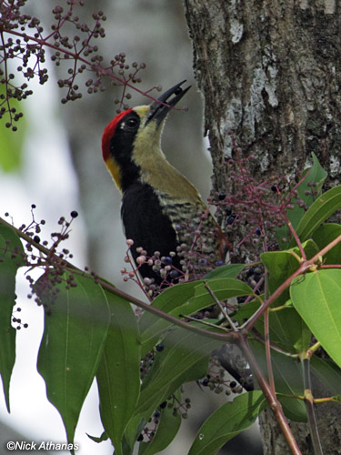 Listen to the birds: Pileated Woodpeckers Prove To Be Adaptable To