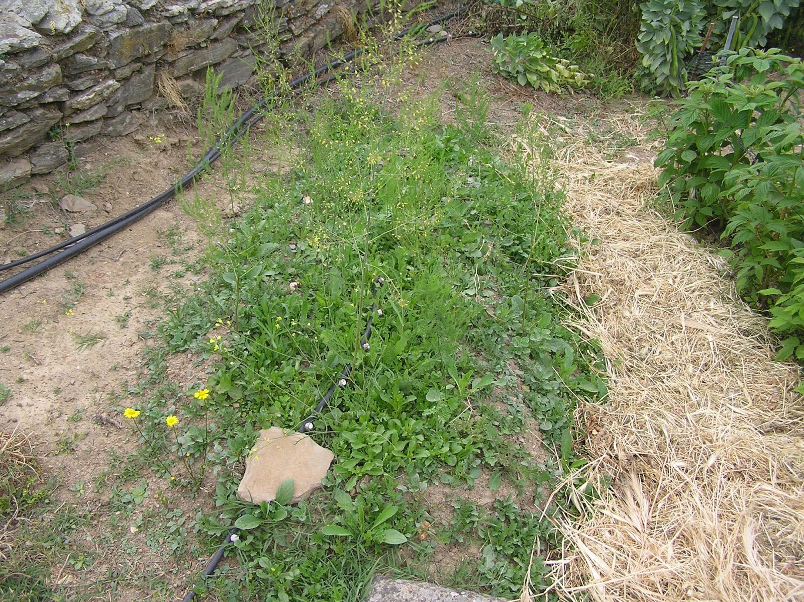 EL HUERTO ES FACIL: EL CULTIVO DE ESPÁRRAGOS: SITUACIÓN ACTUAL.