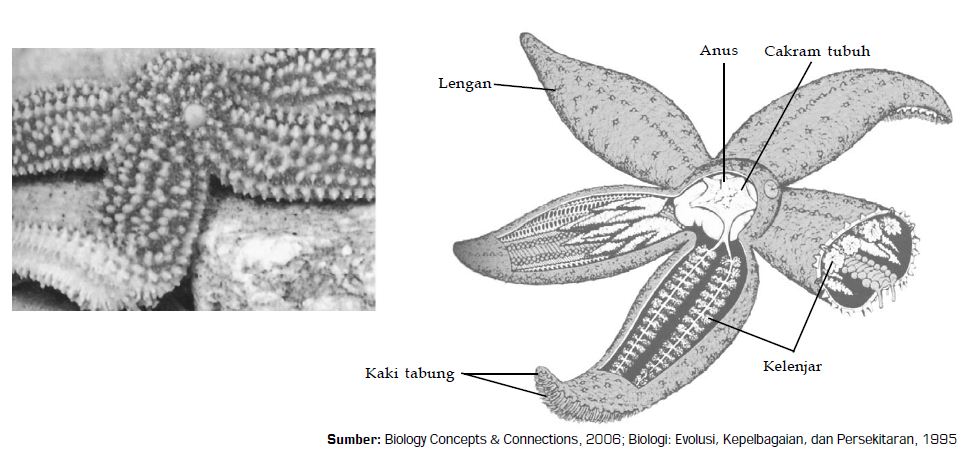Klasifikasi Filum Echinodermata  dan Contoh  Spesies Hewan  
