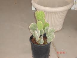 bunny ear cactus bunny ear cactus