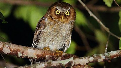 Celepuk Flores Otus Alfredi Habitatnya Semakin Menyempit Saka