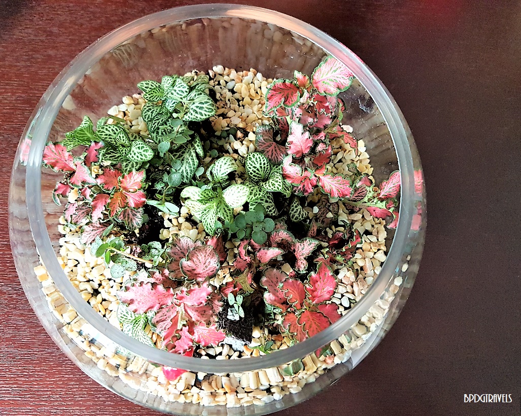 DIY Terrarium Kit by Floral Garage Singapore BPDGTravels Building