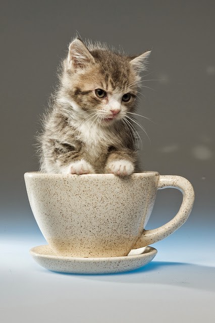 Pet's We Love: Top 5 Most Adorable Teacup Cats