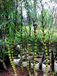 jual pohon bambu cina | pohon bambu klisik kuning kecil | pohon bambu jepang untuk pagar | bambu panda kuning | bambu nagin | jual tanaman hias | ohon pelindung | pohon peneduh | tikang taman murah | tuang tanam rumput taman 