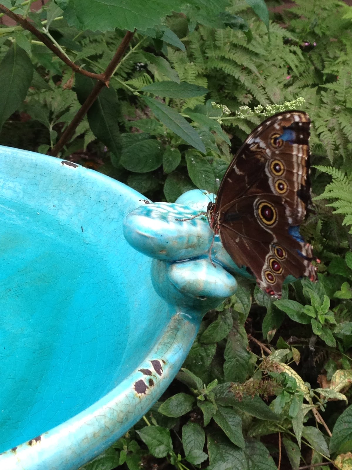 The Dracut Garden Club Programs