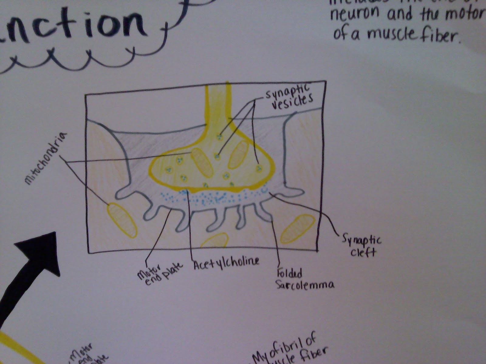 Anatomy&Phys: Muscle project