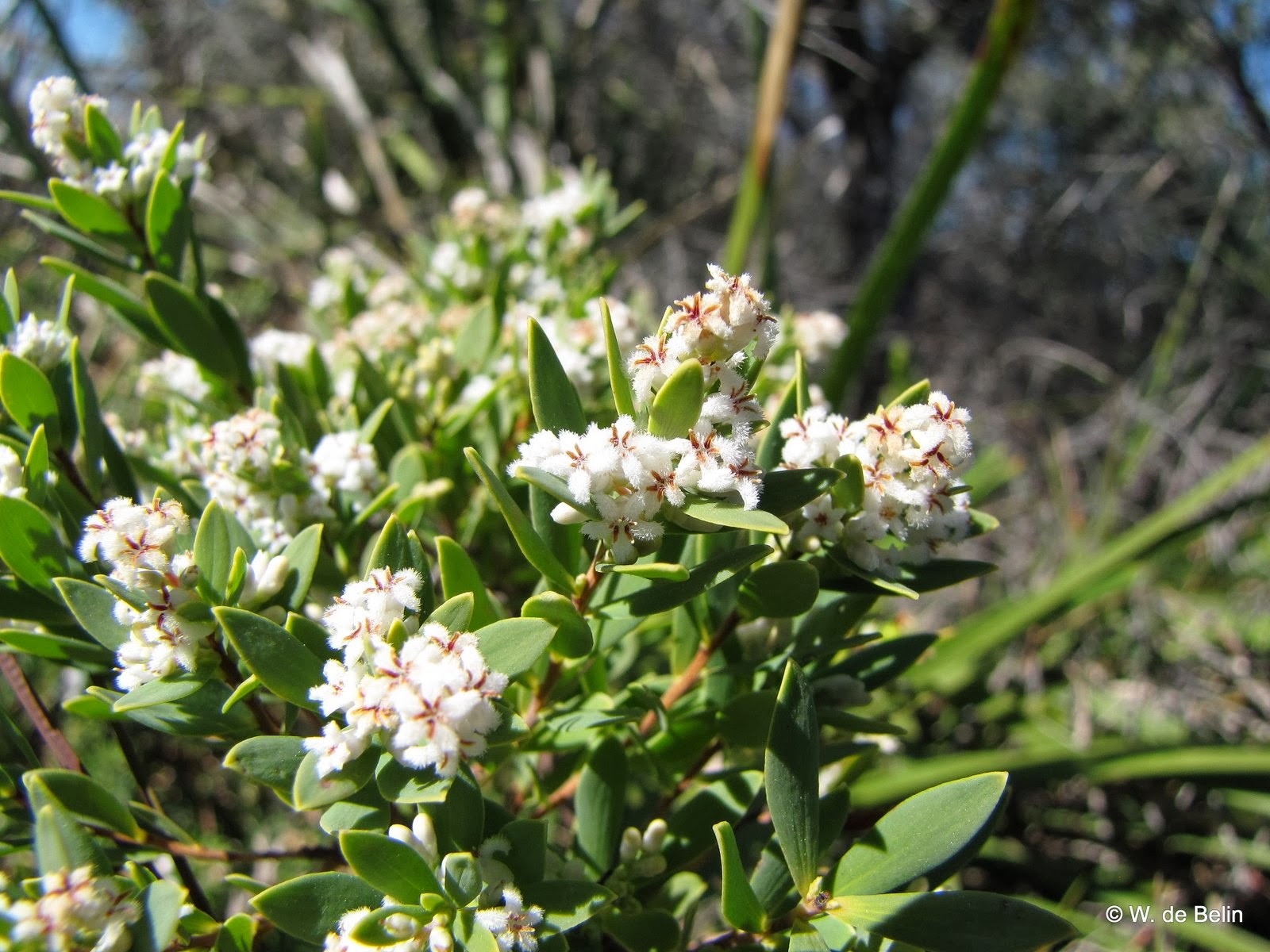 Sydney's Wildflowers and Native Plants Leucopogon parviflorus Coast