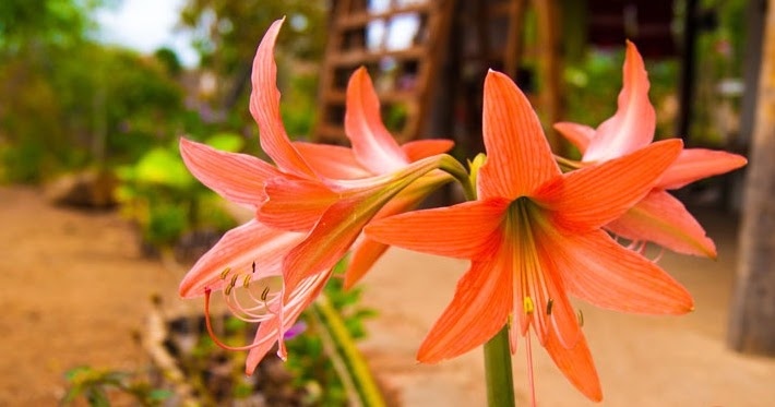 Flores Do Nosso Sertao A Cebola Brava