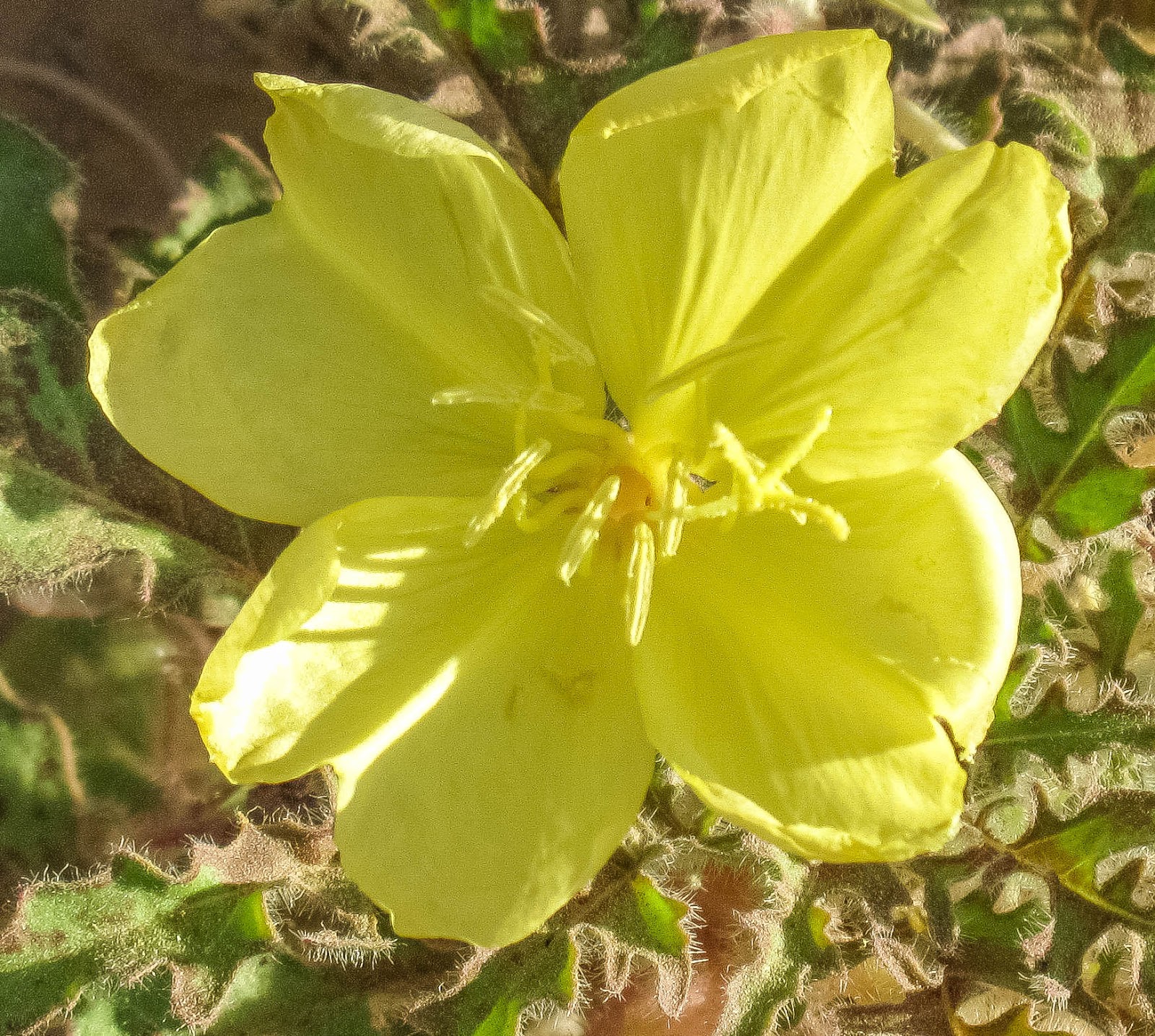 Cannundrums Yellow Desert Evening Primrose