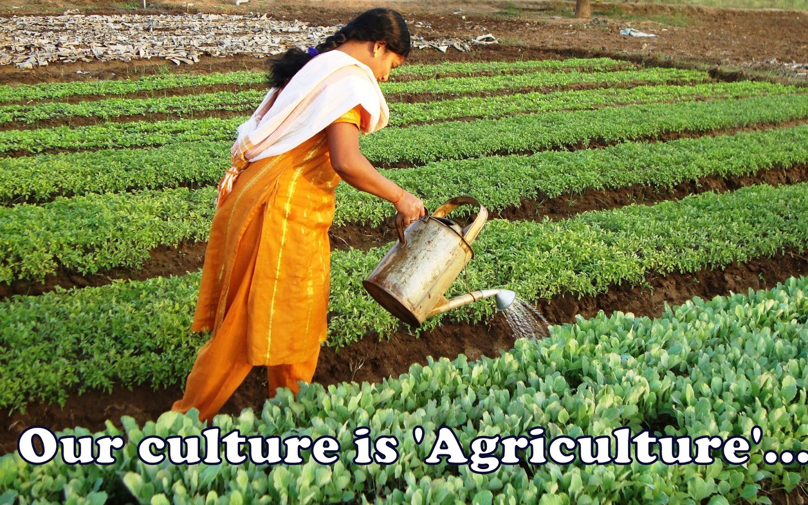 NRR AGRICULTURAL POLYTECHNIC, NELIPARTHI