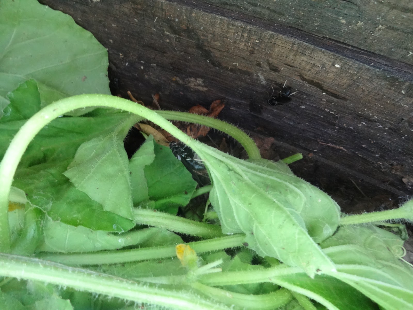 The Scientific Gardener Super Composters