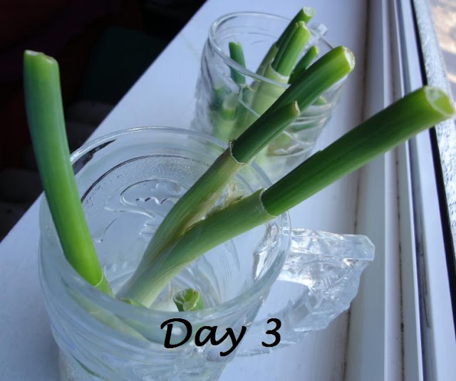 How to Grow Scallions How to Grow Scallions