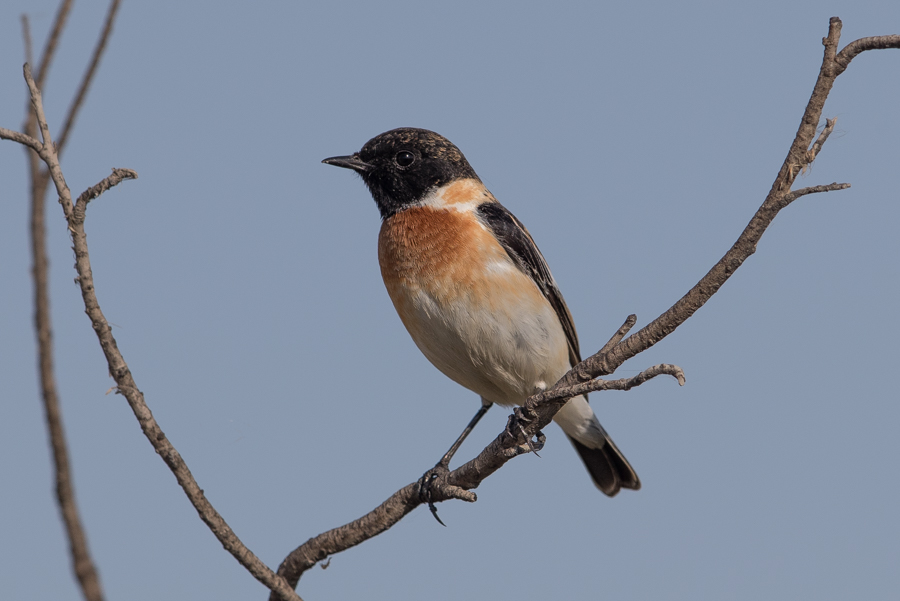 Last wintering species still around – Khafra Marsh Western Siberian Stonechat2