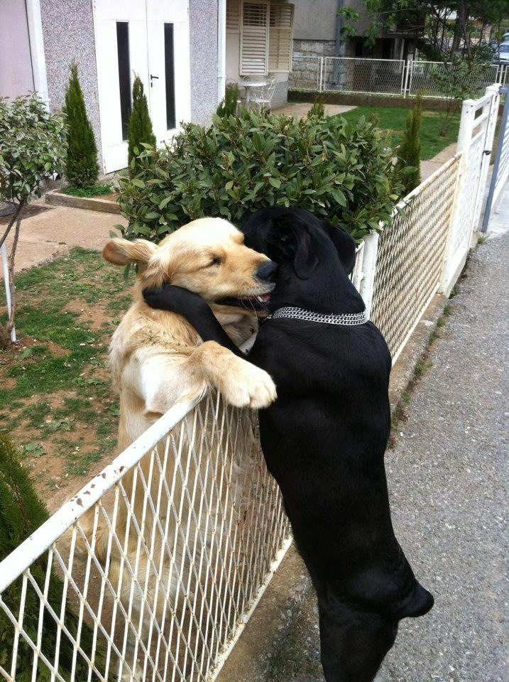 Dog Hugs