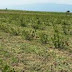 Δήμος Πωγωνίου:Εκπαιδευτικό σεμινάριο για την παραγωγή και πώληση νέων αγροτικών φυτών