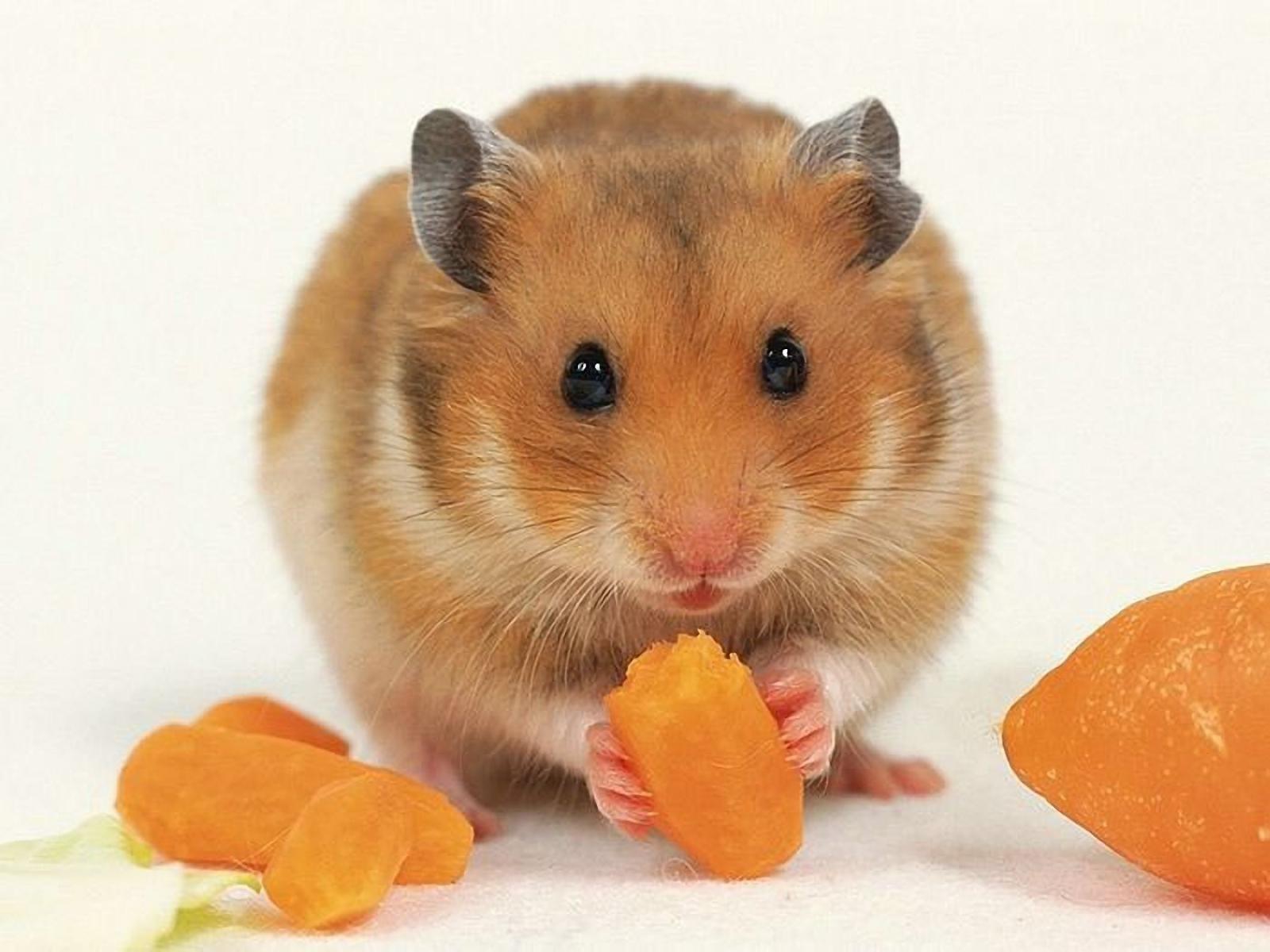 Que Comen Los Hamsters? Los Mejores Alimentos y Más Económicos para tu