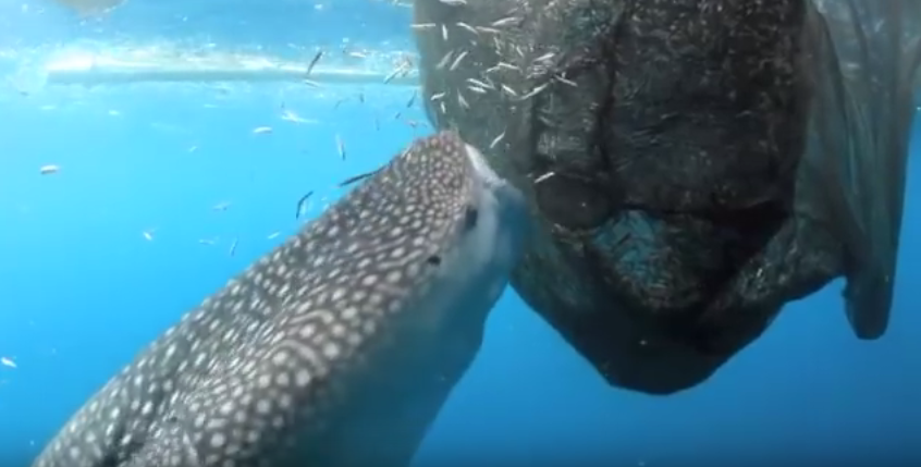 Opération réussie pour le sauvetage d'un grand filet de pêche sur