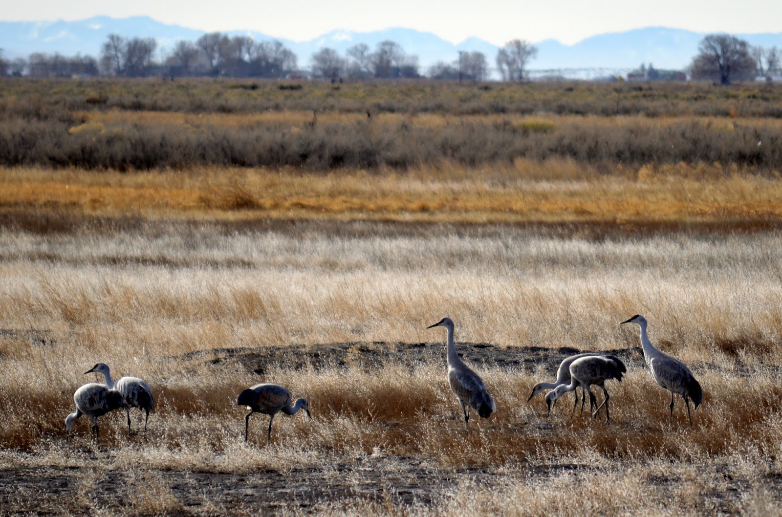 Hiking Colorado Sandhill Cranes