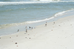 Shorebirds at Dog Island