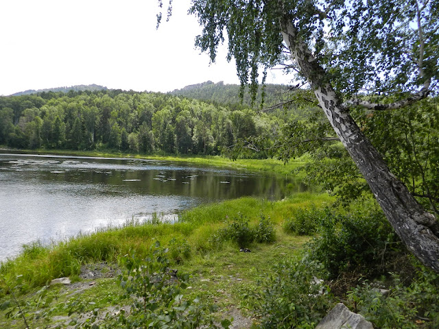 Берёза на берегу озера Аракуль