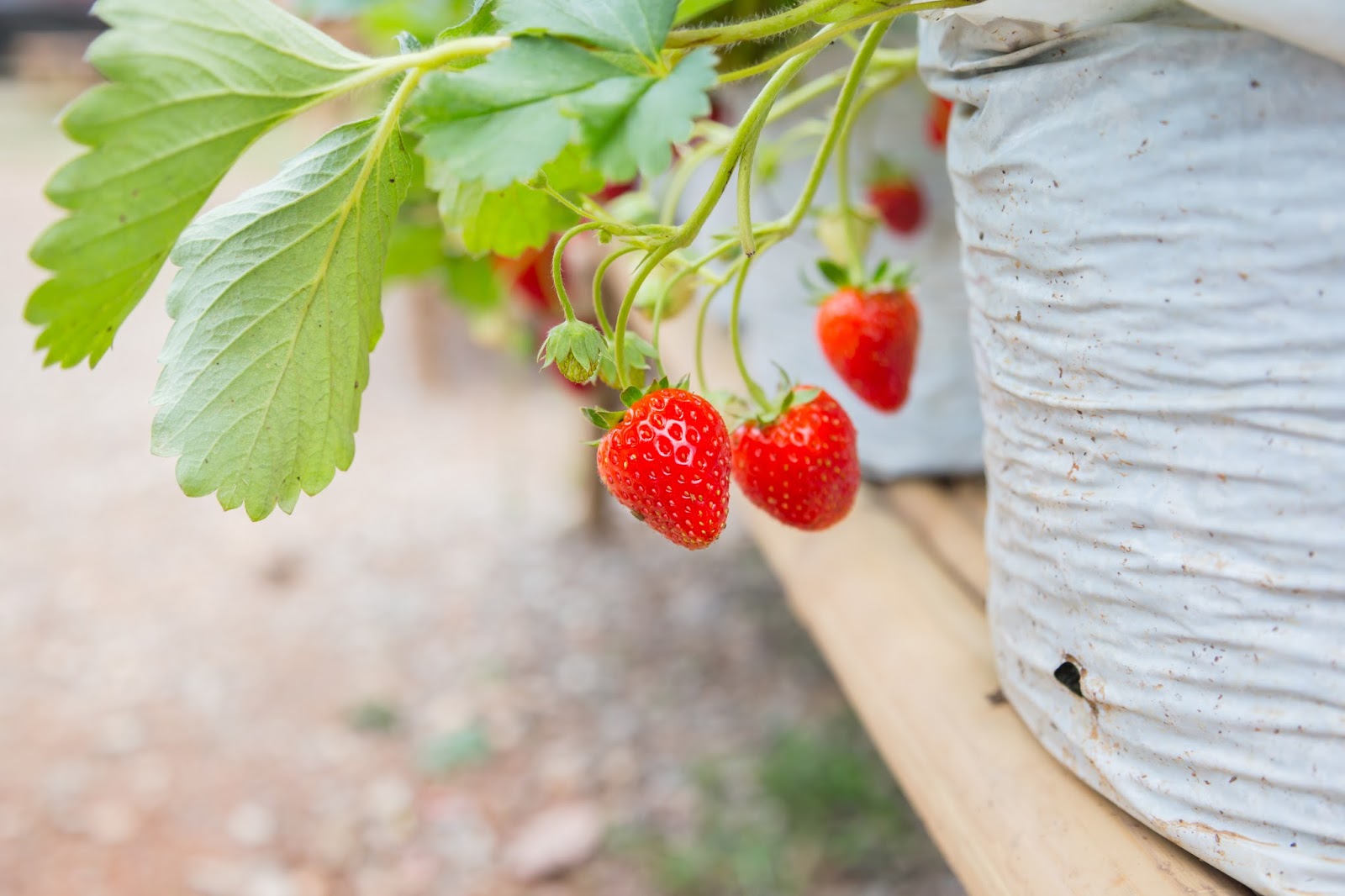 ท่องเที่ยวเมืองโคราช ไปเก็บ Strawberry Pickingไร่แผ่นดินทอง Khao Yai