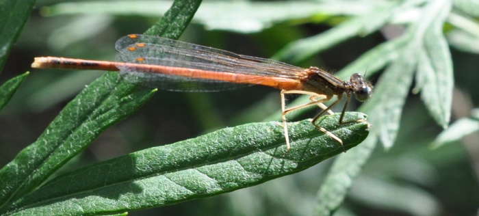 demoiselle rouge demoiselle rouge