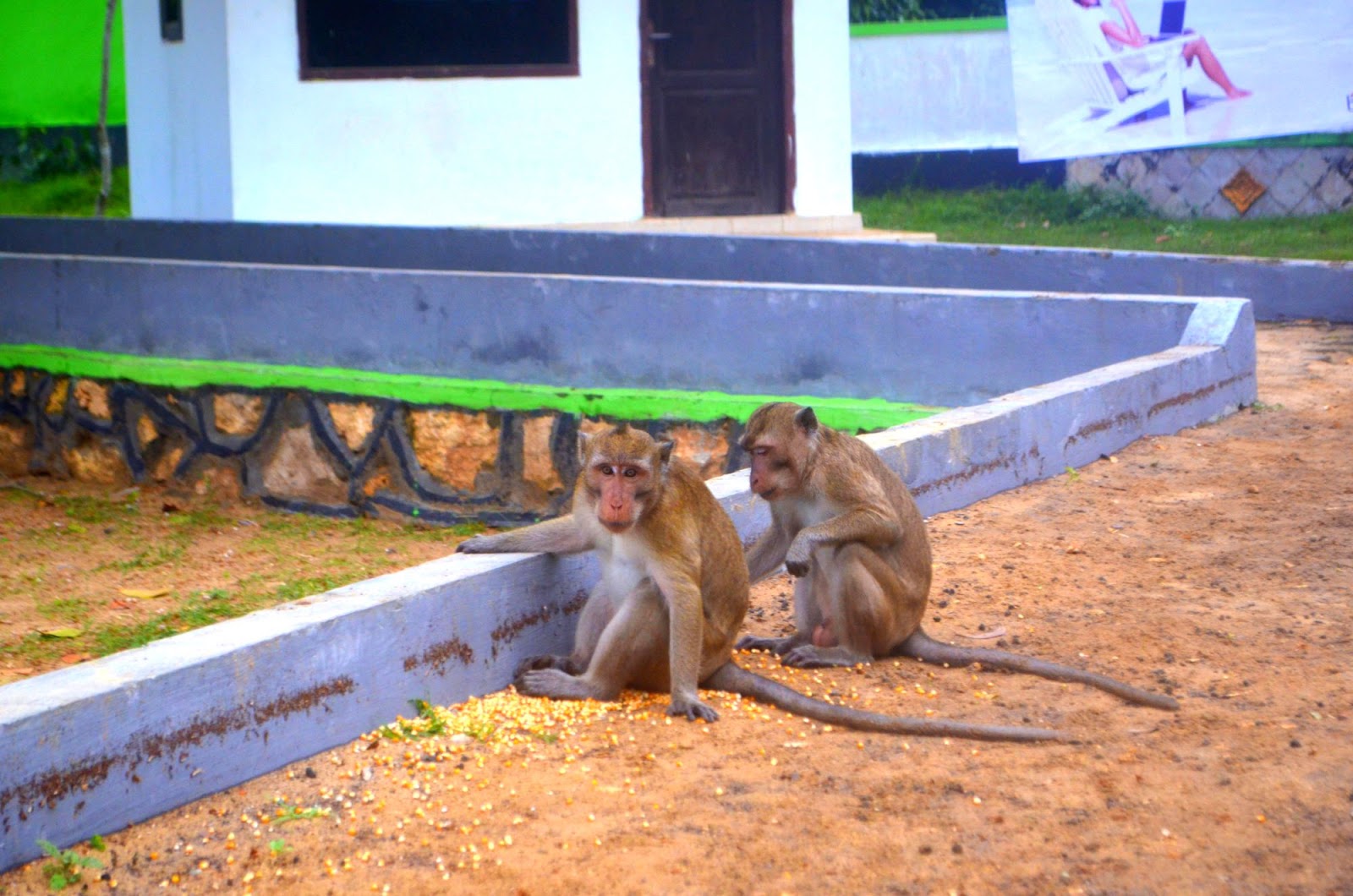 Selamat Datang Di Kerajaan Kera Hutan Nepa, Madura - Indonesian Travel