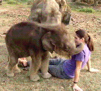 Funny animal gifs - part 91 (10 gifs), baby elephant kisses a girl