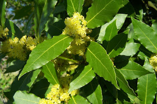 Planta Mágica: el Laurel Planta Mágica: el Laurel