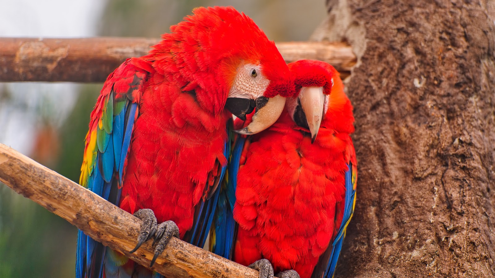 onyer bird onyer bird