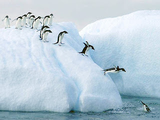 Конкурс пингвинологов. Старт.