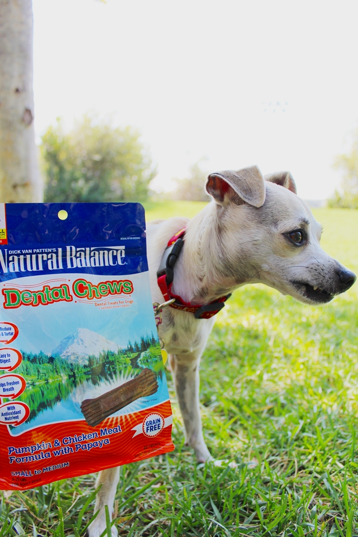 HAPPYHAZEL: Happy Reviews Natural Balance Dental Chews and Synergy ...