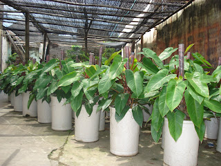 Cây saphia - cây cảnh văn phòng Vinatrees