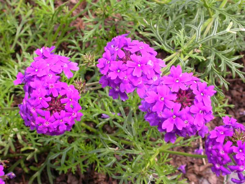 Dr. Dan's Garden Tips: Our Favorite Spring Annuals